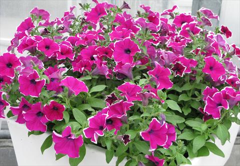 Foto de variedad de flores para ser usadas como: Maceta, planta de temporada, patio Petunia pendula Surfinia® Giant Purple Picotée
