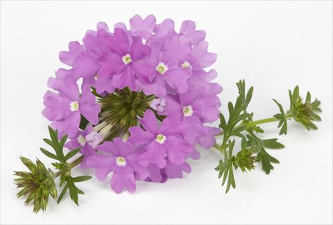 Foto de variedad de flores para ser usadas como: Maceta, planta de temporada, patio Verbena Benissima® Lavender