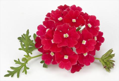 Foto de variedad de flores para ser usadas como: Maceta, planta de temporada, patio Verbena Benissima® Red