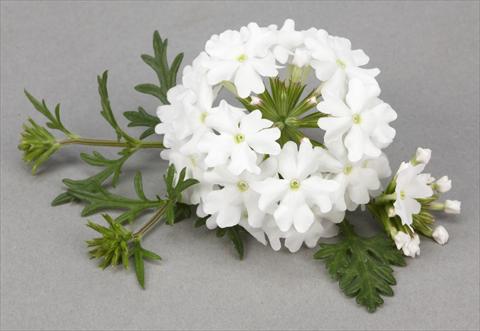 Foto de variedad de flores para ser usadas como: Maceta, planta de temporada, patio Verbena Benissima® White