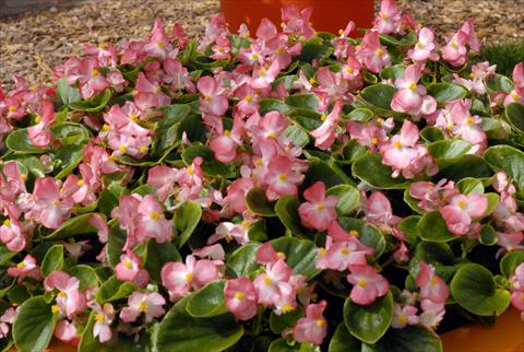 Foto de variedad de flores para ser usadas como: Maceta y planta de temporada Begonia Monza Appleblossom