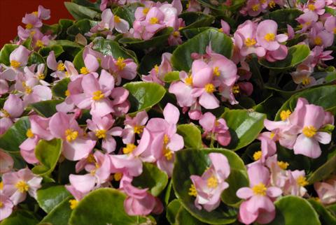 Foto de variedad de flores para ser usadas como: Maceta y planta de temporada Begonia Monza Pink