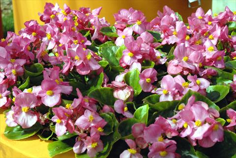 Foto de variedad de flores para ser usadas como: Maceta y planta de temporada Begonia Monza Rose
