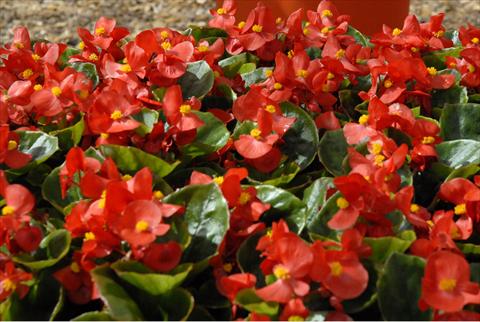 Foto de variedad de flores para ser usadas como: Maceta y planta de temporada Begonia Monza Scarlet