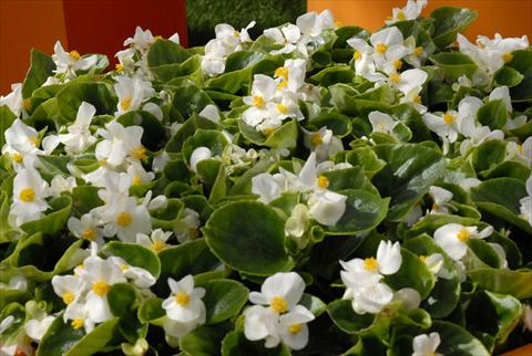 Foto de variedad de flores para ser usadas como: Maceta y planta de temporada Begonia Monza White