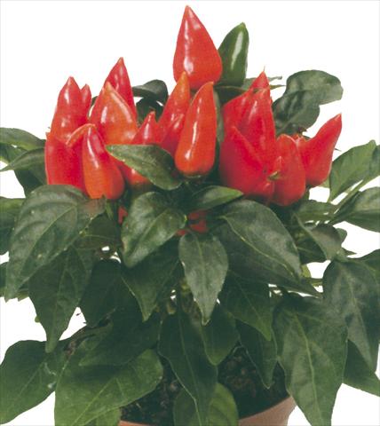 Foto de variedad de flores para ser usadas como: Maceta y planta de temporada Capsicum annuum Maya Mambo