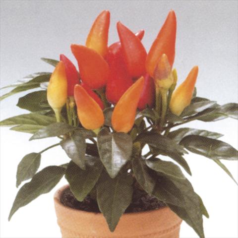 Foto de variedad de flores para ser usadas como: Maceta y planta de temporada Capsicum annuum Salsa Red-Yellow