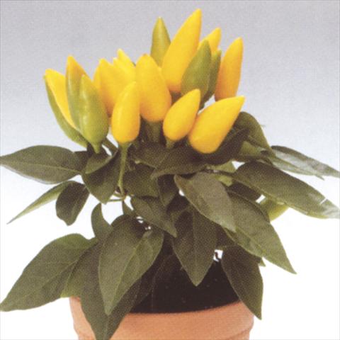 Foto de variedad de flores para ser usadas como: Maceta y planta de temporada Capsicum annuum Salsa Yellow