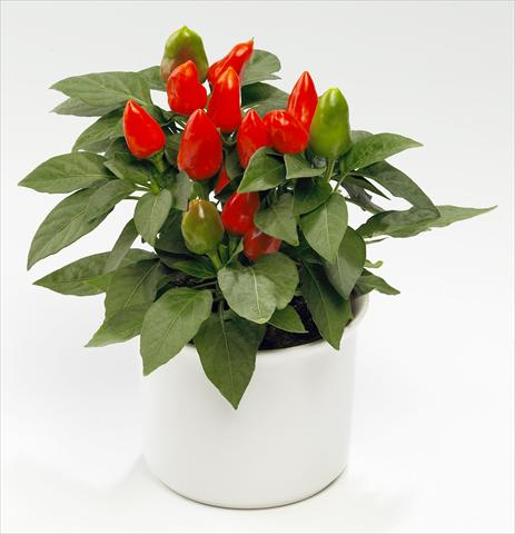 Foto de variedad de flores para ser usadas como: Tarrina de colgar / Maceta Capsicum annuum Tango Deep Orange