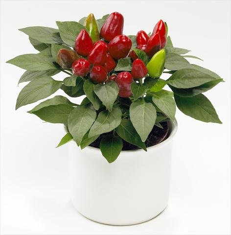 Foto de variedad de flores para ser usadas como: Maceta y planta de temporada Capsicum annuum Tango Red