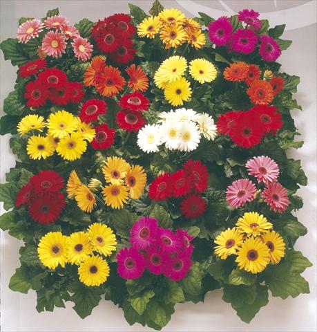 Foto de variedad de flores para ser usadas como: Maceta y planta de temporada Gerbera jamesonii Royal Premium Mixture