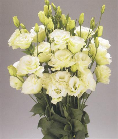 Foto de variedad de flores para ser usadas como: Flor cortada Lisianthus (Eustoma grandiflorum) Advantage Green