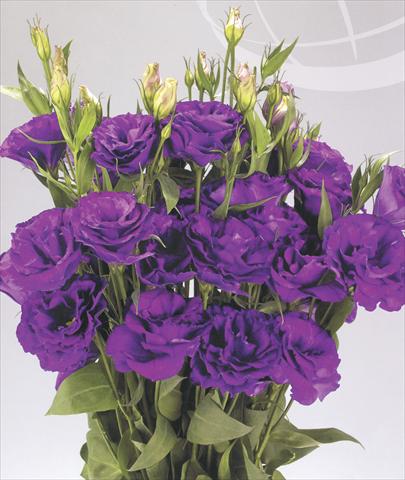 Foto de variedad de flores para ser usadas como: Flor cortada Lisianthus (Eustoma grandiflorum) Advantage Purple