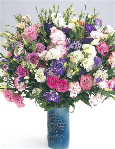 Foto de variedad de flores para ser usadas como: Flor cortada Lisianthus (Eustoma grandiflorum) Magic Mix