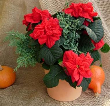 Foto de variedad de flores para ser usadas como: Tarrina de colgar / Maceta Poinsettia - Euphorbia pulcherrima Winter Rose Early Red