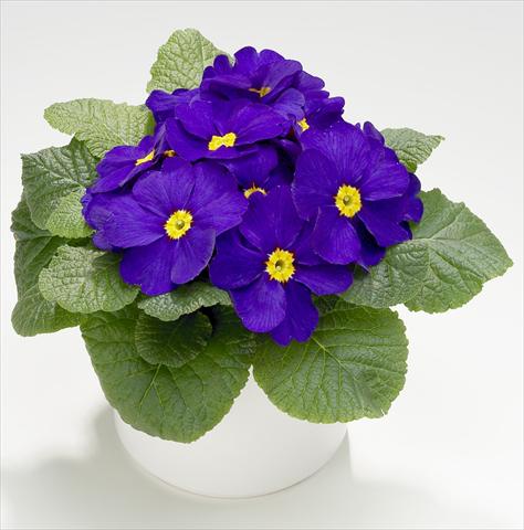 Foto de variedad de flores para ser usadas como: Maceta y planta de temporada Primula acaulis, veris, vulgaris Mega Blue