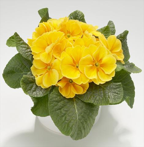 Foto de variedad de flores para ser usadas como: Maceta y planta de temporada Primula acaulis, veris, vulgaris Mega Golden Yellow