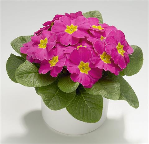 Foto de variedad de flores para ser usadas como: Maceta y planta de temporada Primula acaulis, veris, vulgaris Mega Rose
