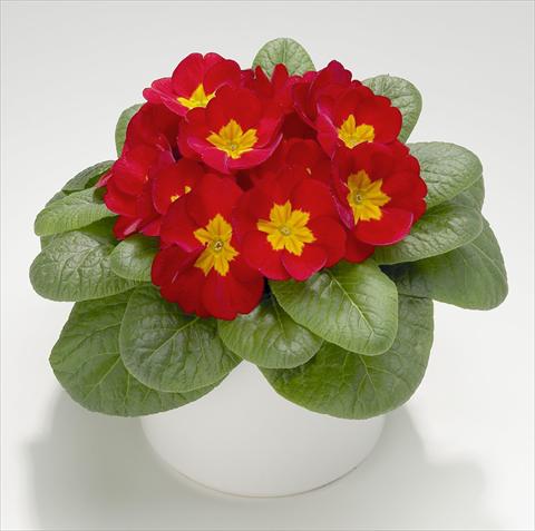 Foto de variedad de flores para ser usadas como: Maceta y planta de temporada Primula acaulis, veris, vulgaris Mega Scarlet