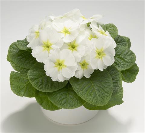 Foto de variedad de flores para ser usadas como: Maceta y planta de temporada Primula acaulis, veris, vulgaris Mega White with Green Eye