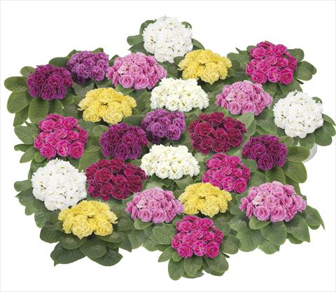 Foto de variedad de flores para ser usadas como: Maceta y planta de temporada Primula acaulis, veris, vulgaris Paloma Mix