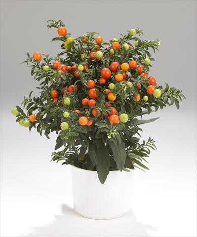 Foto de variedad de flores para ser usadas como: Maceta y planta de temporada Solanum pseudocapsicum Thurino Light