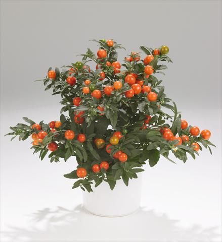 Foto de variedad de flores para ser usadas como: Maceta y planta de temporada Solanum pseudocapsicum Thurino