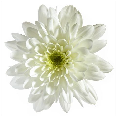 Foto de variedad de flores para ser usadas como: Maceta y planta de temporada Chrysanthemum Vigo
