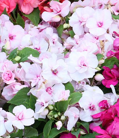 Foto de variedad de flores para ser usadas como: Maceta, planta de temporada, patio Impatiens walleriana Athena Appleblossom