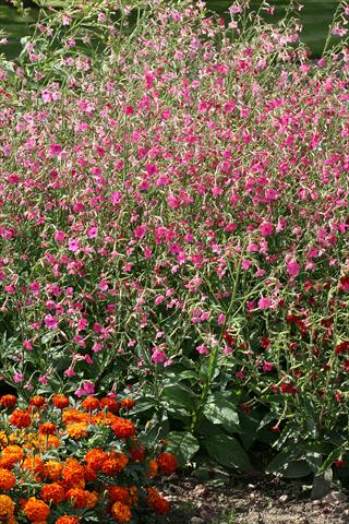 Foto de variedad de flores para ser usadas como: Maceta o Tarrina de colgar Nicotiana Whisper Deep Pink