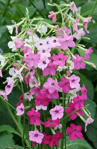 Foto de variedad de flores para ser usadas como: Maceta o Tarrina de colgar Nicotiana Whisper Mixed