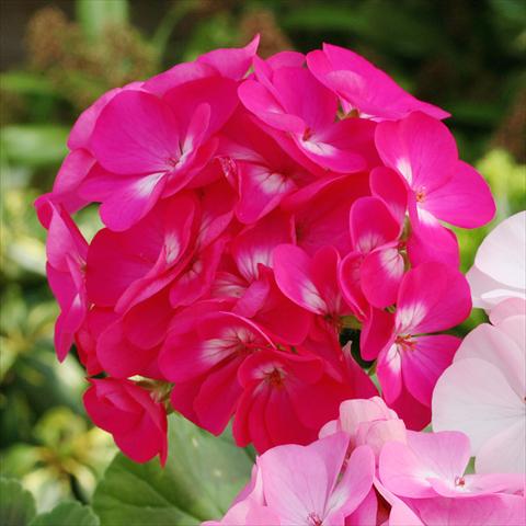 Foto de variedad de flores para ser usadas como: Maceta o Tarrina de colgar Pelargonium zonale Dancer Deep Rose