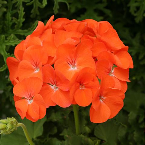 Foto de variedad de flores para ser usadas como: Maceta o Tarrina de colgar Pelargonium zonale Dancer Orange