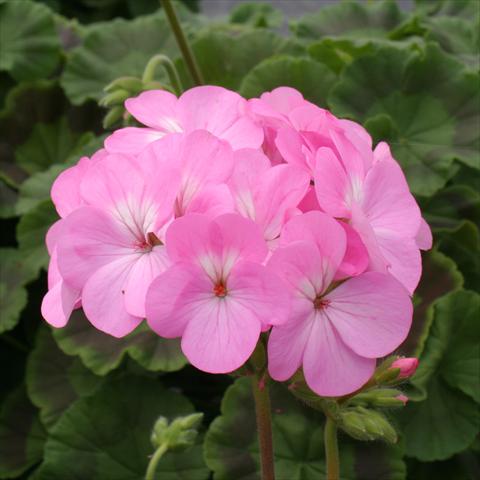 Foto de variedad de flores para ser usadas como: Maceta o Tarrina de colgar Pelargonium zonale Dancer Pink