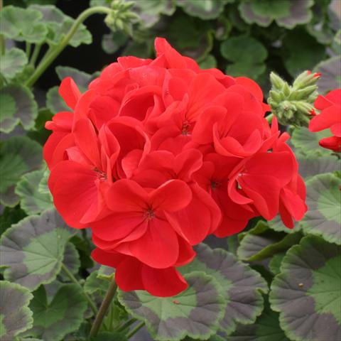 Foto de variedad de flores para ser usadas como: Maceta o Tarrina de colgar Pelargonium zonale Dancer Red