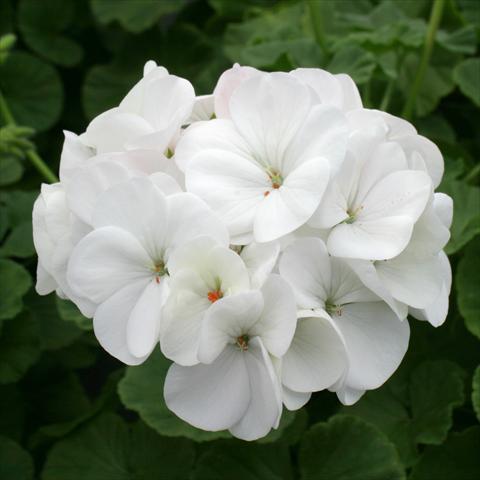 Foto de variedad de flores para ser usadas como: Maceta o Tarrina de colgar Pelargonium zonale Dancer White