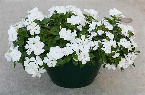 Foto de variedad de flores para ser usadas como: Maceta, planta de temporada, patio Catharanthus roseus - Vinca Boa White