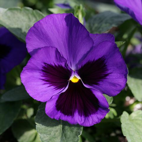 Foto de variedad de flores para ser usadas como: Maceta y planta de temporada Viola wittrockiana Sense Blue Blotch