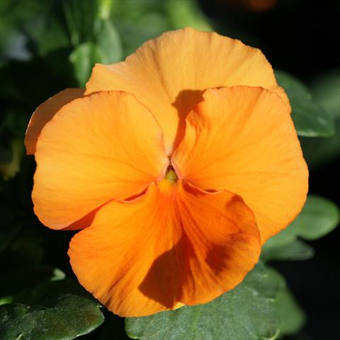 Foto de variedad de flores para ser usadas como: Maceta y planta de temporada Viola wittrockiana Sense Clear Orange