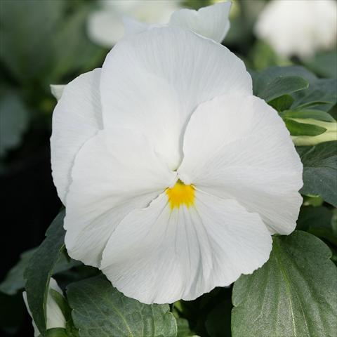 Foto de variedad de flores para ser usadas como: Maceta y planta de temporada Viola wittrockiana Sense Clear White