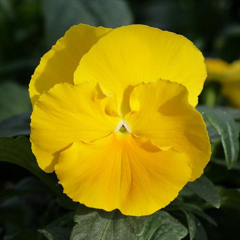 Foto de variedad de flores para ser usadas como: Maceta y planta de temporada Viola wittrockiana Sense Clear Yellow