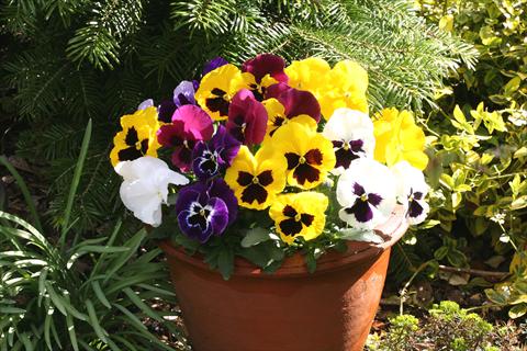 Foto de variedad de flores para ser usadas como: Maceta y planta de temporada Viola wittrockiana Sense Mixed