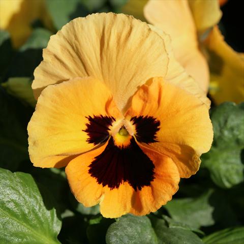 Foto de variedad de flores para ser usadas como: Maceta y planta de temporada Viola wittrockiana Sense Orange Blotch