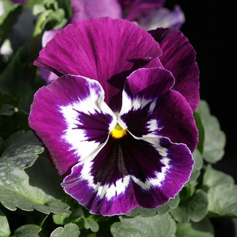 Foto de variedad de flores para ser usadas como: Maceta y planta de temporada Viola wittrockiana Sense Purple White Bicolour