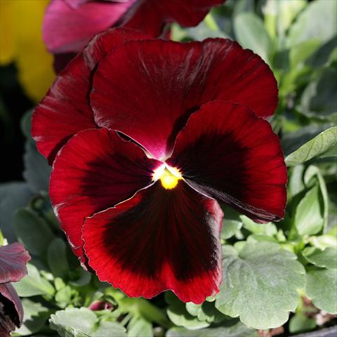 Foto de variedad de flores para ser usadas como: Maceta y planta de temporada Viola wittrockiana Sense Red Blotch