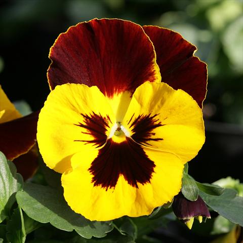 Foto de variedad de flores para ser usadas como: Maceta y planta de temporada Viola wittrockiana Sense Redwing