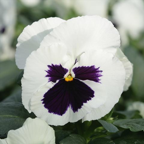 Foto de variedad de flores para ser usadas como: Maceta y planta de temporada Viola wittrockiana Sense White Blotch