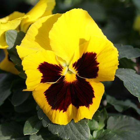 Foto de variedad de flores para ser usadas como: Maceta y planta de temporada Viola wittrockiana Sense Yellow Blotch