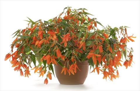 Foto de variedad de flores para ser usadas como: Maceta, patio, Tarrina de colgar Begonia Waterfall Encanto Orange