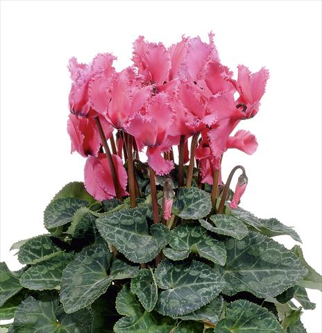 Foto de variedad de flores para ser usadas como: Maceta o Tarrina de colgar Cyclamen persicum Prince F1 Deep Rose
